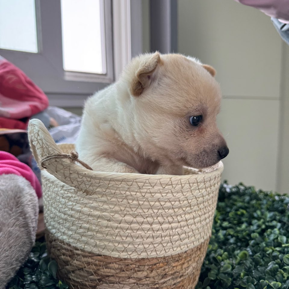 상주시 동물보호센터_447511202500234